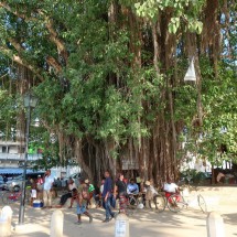 The Big Tree on the waterfront of Stone Town